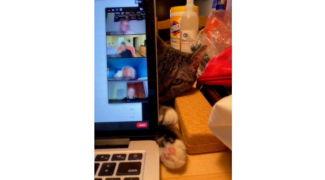 A cat behind the laptop
