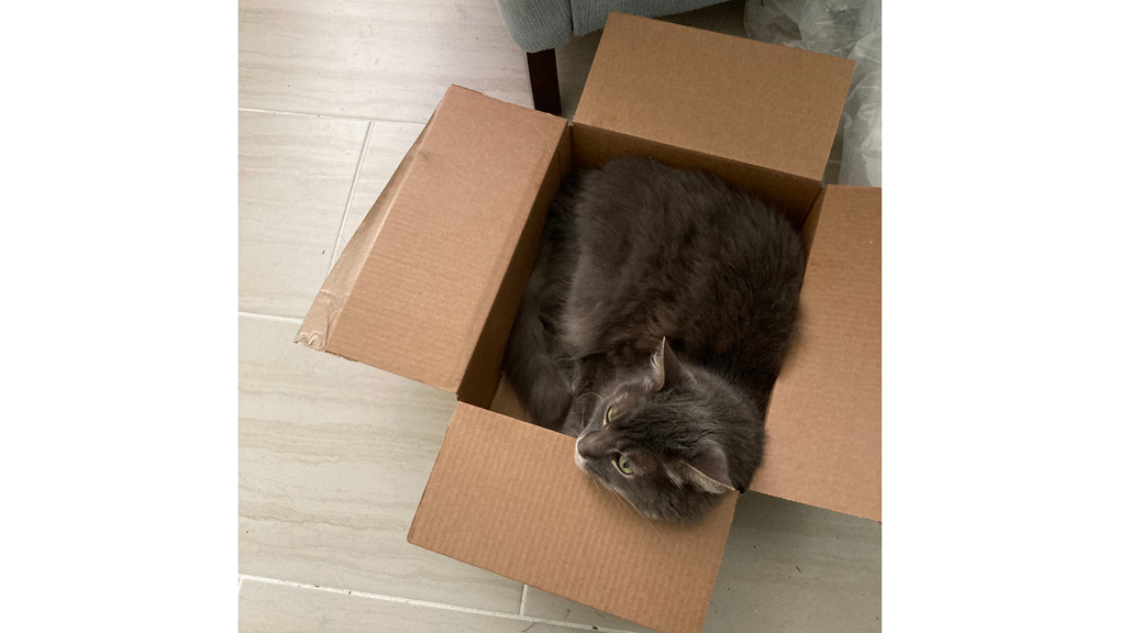 A Cat in a brown box
