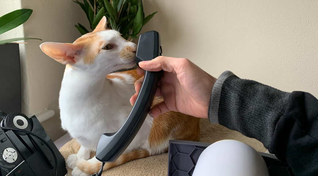 A Cat plays with a telephone with his master
