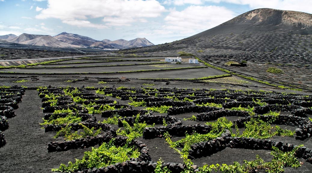 Vineyards in La Geria, Lanzarote