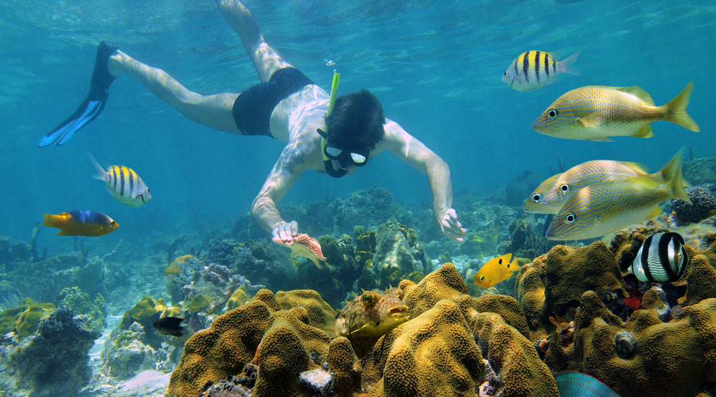 Man snorkelling underwater looks a starfish in a coral reef with tropical fish