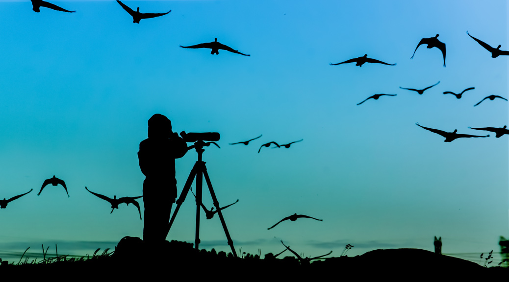 Silhouette of a man with his camera watching birds in the night blue sky