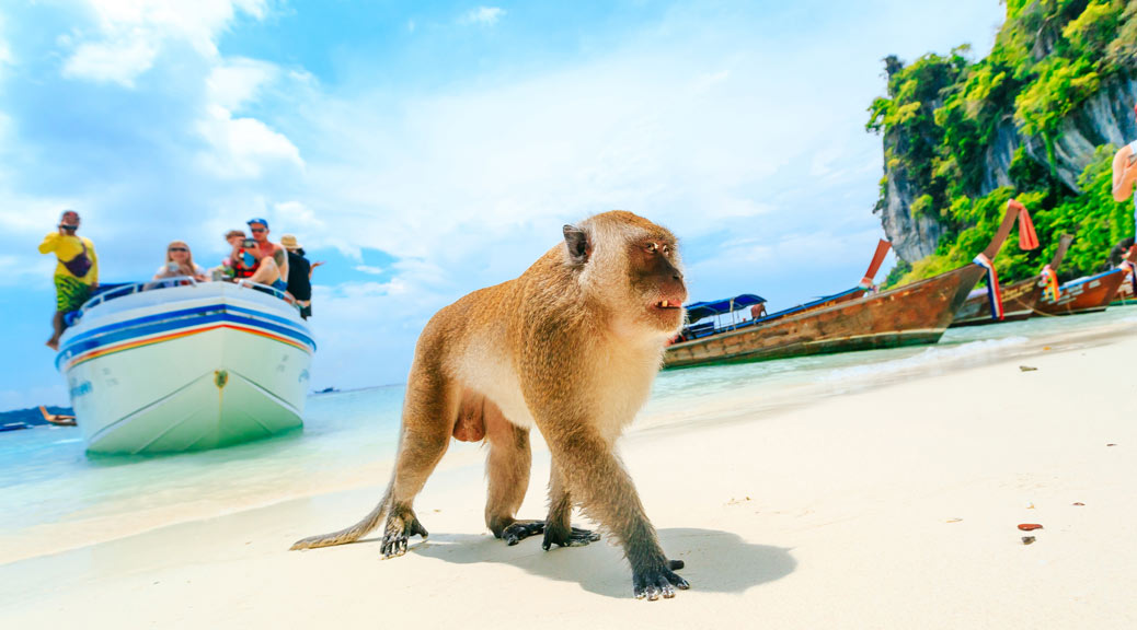 monkey walking on phi phi island while tourist boats are in the back ground