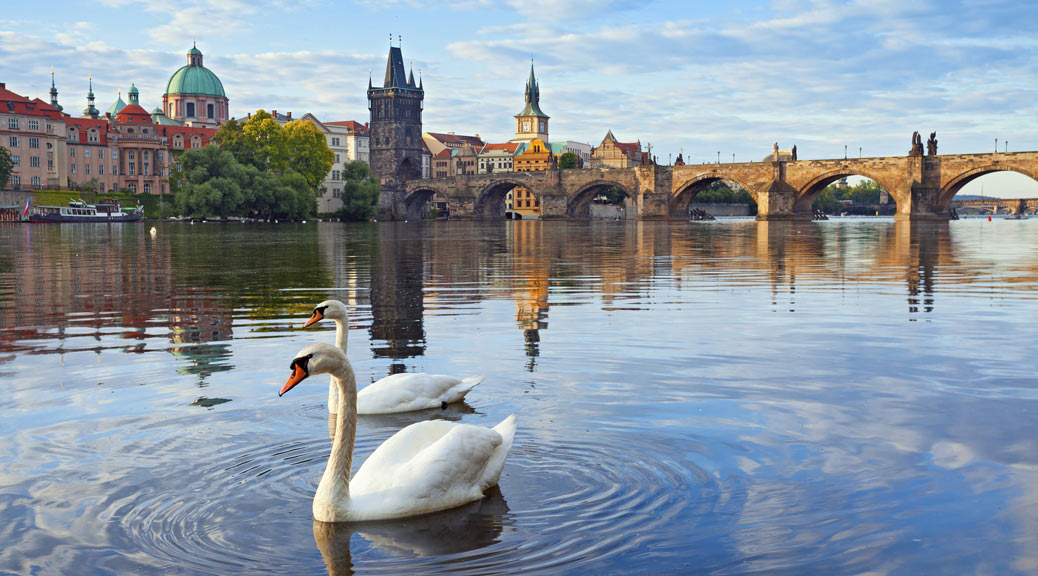 Beautiful view of Swans in Vltava river, Charles Bridge, Prague.