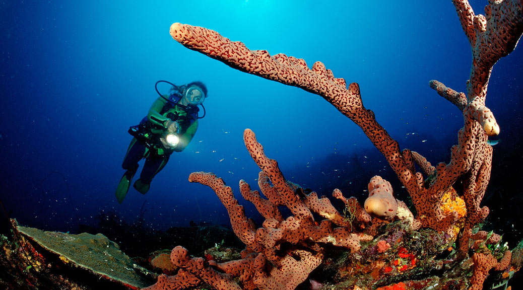 Scuba diver exploring under water coral reef