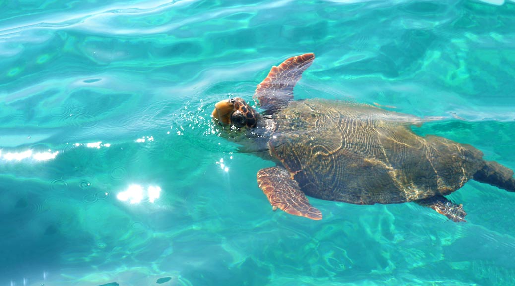 beautiful wild turtle swims to the surface of the blue-green sea to breathe fresh air, in Zakynthos, Greece