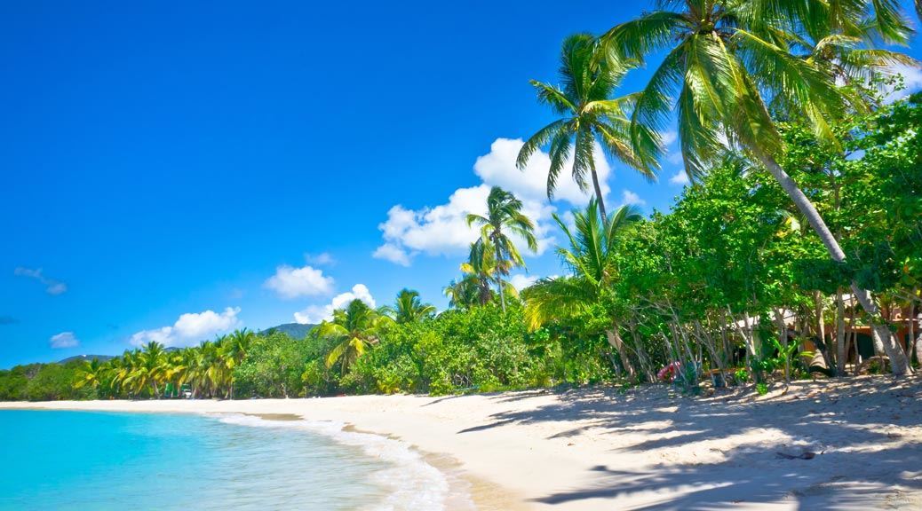 beautiful beach palm trees st lucia caribbean island