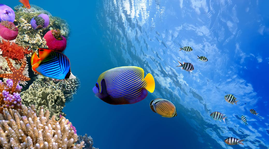 Aquatic and underwater world of Red Sea, Egype