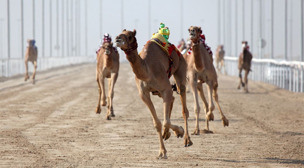 Camels running to race on the deserted track in dubai