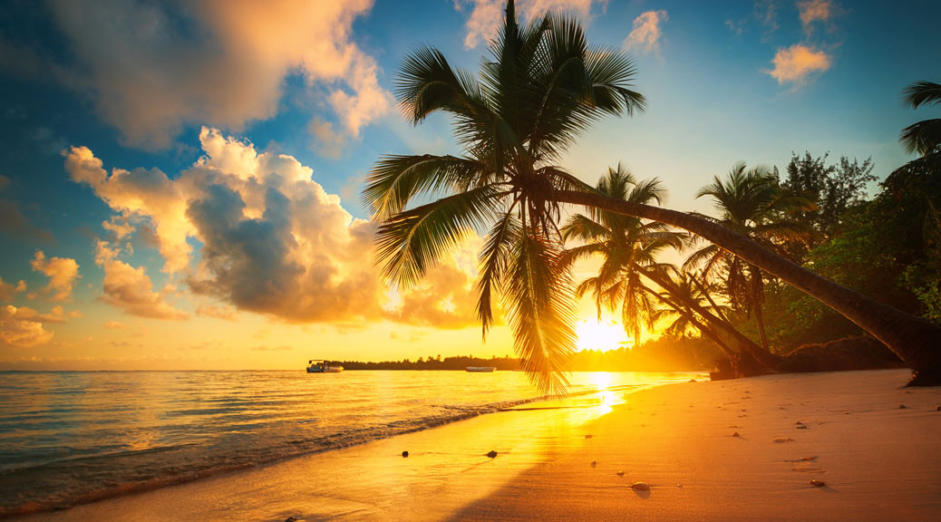 Palm and tropical beach in Punta Cana, Dominican Republic