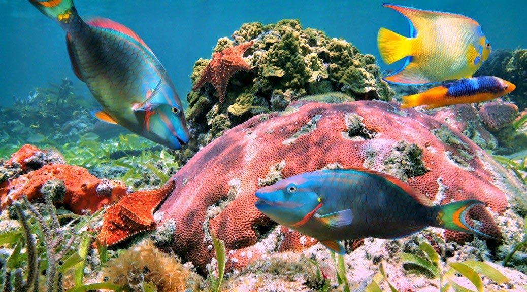 Different colourful fish and star fish at the bottom of the great mesomerican reef in cancun