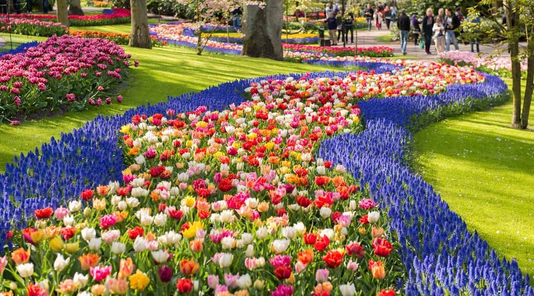 off the beaten track tulip roses flower gardens colorful amsterdam netherland